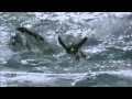 Home Documenter Trailer 2009