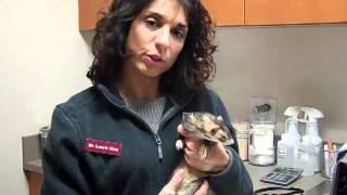 Dr. Laurie Hess Discusses Cancer in Ferrets