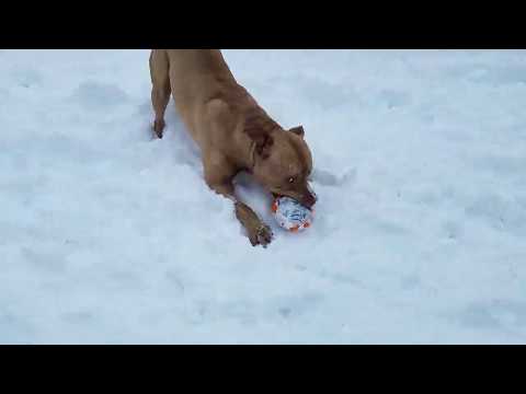 Leon, an adopted Mixed Breed in Marshfield, WI_image-1