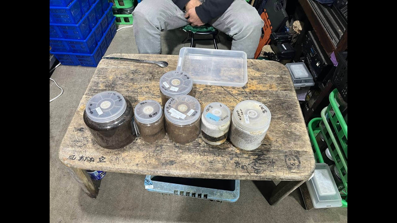 ツシマヒラタ・アマミヒラタ・ギラファ羽化掘り出しなど