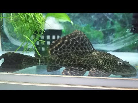 YouTube video about: Will plecos eat other fish?