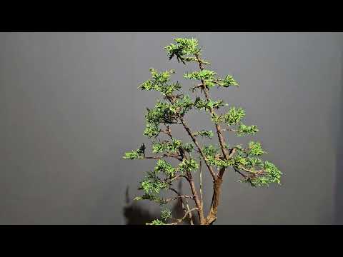 Bonsai Gestaltung Juniperus chinensis - Wacholder