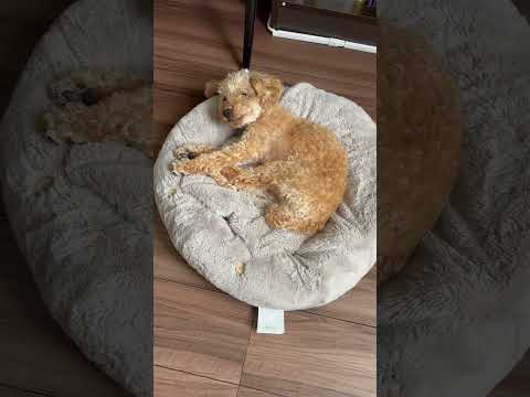 経営学科 撮影してるママに気づくも眠すぎるトイプードル10ヶ月 #toypoodle #puppy #トイプードル