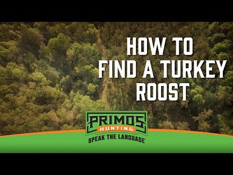 How to Find a Turkey Roost