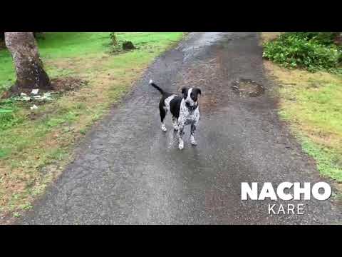 Nacho, an adopted Cattle Dog & Pit Bull Terrier Mix in Silverdale, WA_image-1