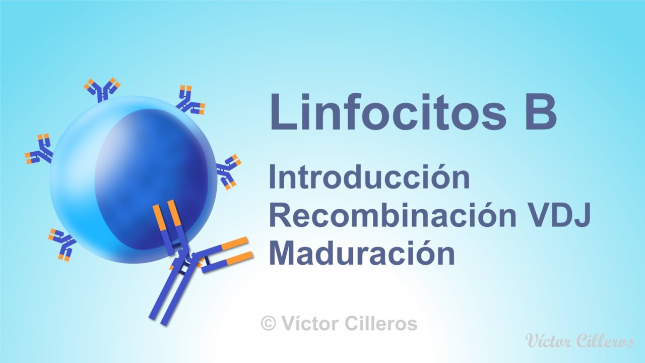 [SPANISH] B cells. Introduction, VDJ recombination and maturation.