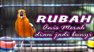 Download lagu CEPAT MERUBAH ANIS MERAH DIAM MENJADI BERKICAU GACOR  #anismerah mp3