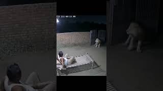 indian man sleep in night lion attack