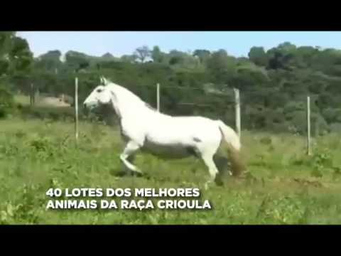 22.04 -  Remate Bela Aliança