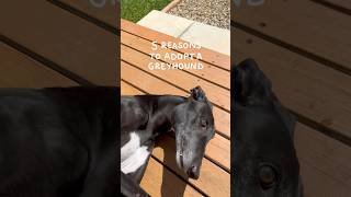 5 reasons to adopt a greyhound 🐾 #greyhounds #petadoption #greyhoundrescue