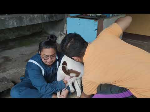 Shoot session "American Pitbull Terrier"