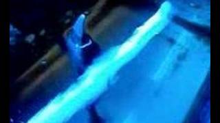 BADONG -The Dancing Little Shark