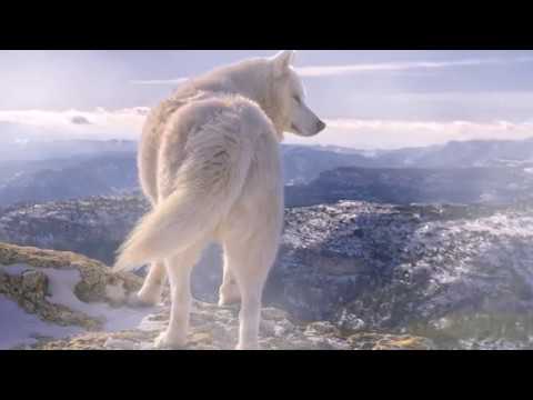 🐺 Jan King - Fading Away 🐺