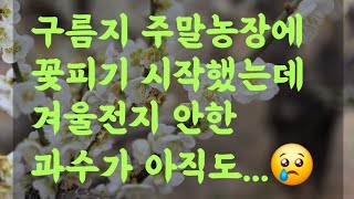 구름지 주말농장에 꽃피기 시작했는데 겨울전지 안한 과수가 아직도... 
