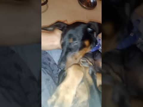 Any one Want Doberman dog He need Medical treatmen call me 843355343