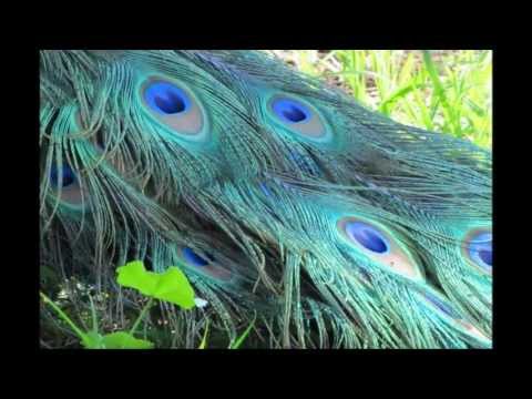 download lagu mp3 mp4 Tawoos, download lagu Tawoos gratis, unduh video klip Tawoos