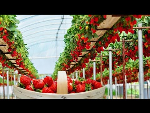 Awesome Hydroponic Strawberries farming with modern agriculture technology - strawberries harvesting