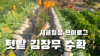 [시골일상 브이로그] 김장무 신품종 특이하네. 텃밭 김장무 수확. 동치미용 무 딱 좋아요
