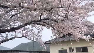 【下関市】延行町公会堂の桜