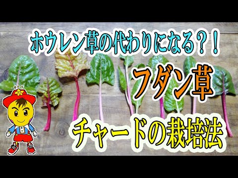 フダンソウ 植物