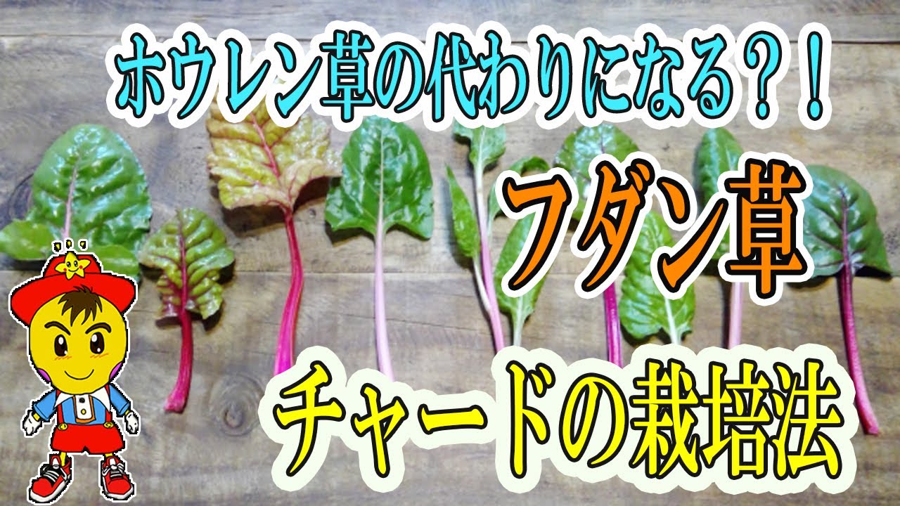 【自然栽培】フダン草(チャード)の育て方と収穫のコツ|暑さ寒さに強く年中育つ葉物野菜