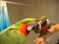 Talking Macaw