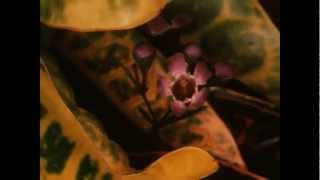 [閒聊] 有哪些音樂超有名，但動畫超冷門的作品?