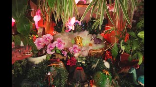 TRICERACOPS : PASSION JURASSIC