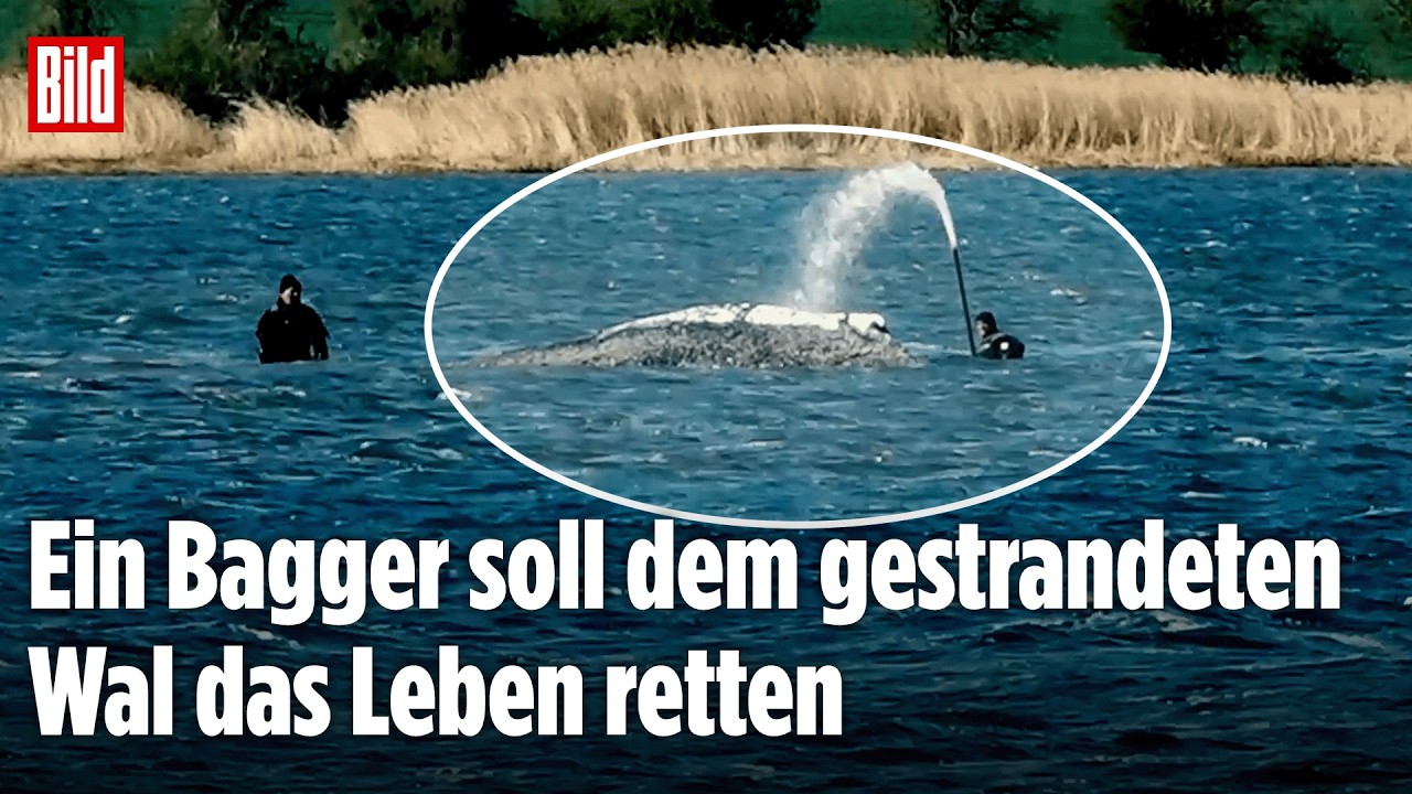 OSTSEE-DRAMA: Großeinsatz für den gestrandeten Buckelwal laufen auf Hochtouren