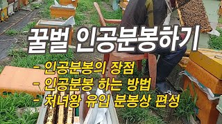 [양봉 입문 교실] 꿀벌의 인공 분봉하기(이론)