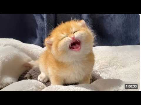 I have raised five stray cats.