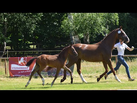 Fohlenschau Wittingen 2021