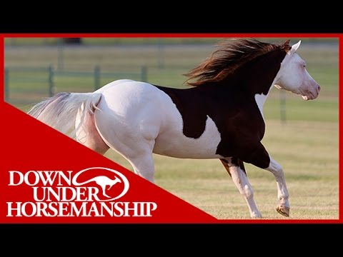Clinton Anderson Presents: Titan a Legend in the Making, Lesson 7, Part 1 - Downunder Horsemanship