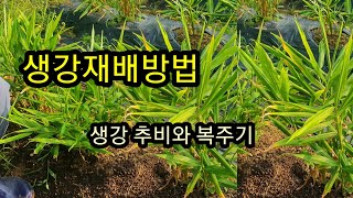 생강 재배 방법 ,생강 추비 와 복주기