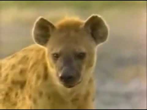 He Who greets with the fire,Ntwadumela Lion