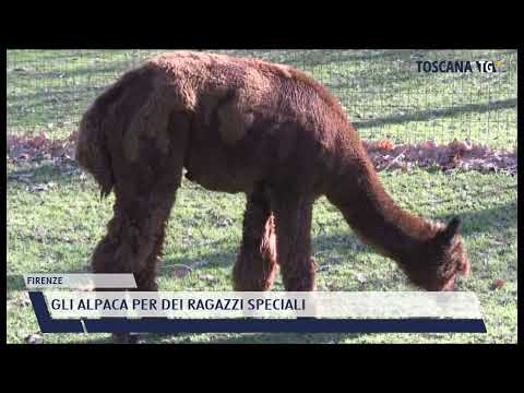 2022-01-11 FIRENZE - GLI ALPACA PER DEI RAGAZZI SPECIALI