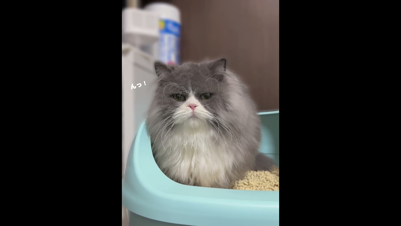 【う〇ち踏ん張り中💩】踏ん張ってる声が愛おしすぎる💕#猫 #猫のいる暮らし #cat #猫動画 #catshorts #ミヌエット #cats #ねこ #catvideos #ちゃんねるる