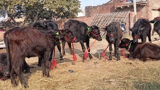 पडीया खरीदना चाहते हैं तो दिलदारनगर के पशु में जरूर आए | Haryana Buffalo Calf | Bhains Ki Mandi