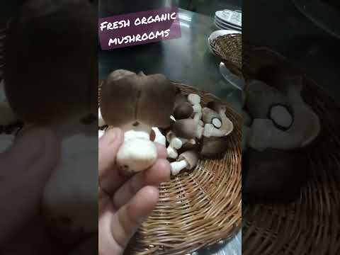 twin organic mushrooms
