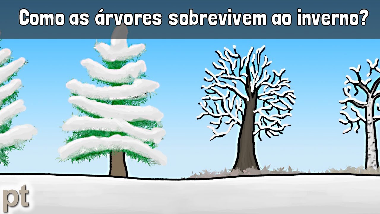 Como as árvores sobrevivem ao inverno? | Minuto da Terra