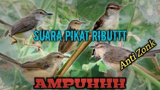Download lagu Suara pikat prenjak klik/ciblek sawah paling ampuh ribut😱Anti zonk di jamin pasti dapat‼️ mp3