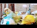parblueopalineincheaprates​​ #birdsearningpair​​ #albinoredeye​​ #bestpiar​​ #birds_pregress​​#baby🦜