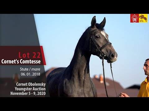Cornet Obolensky Youngster Auction - Lot 22  Cornet`s comtess mare by Cornet Obolensky-Captain Fire