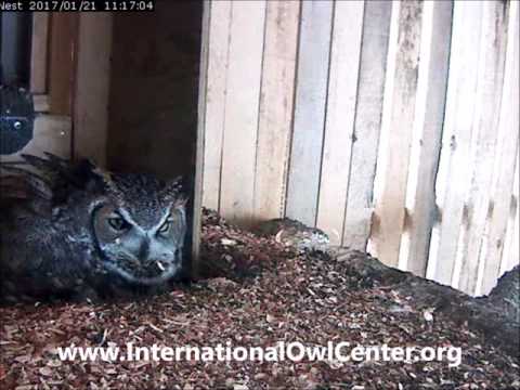 Iris lays first egg of 2017