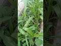 My Kitchen Garden Pinky Vlogs