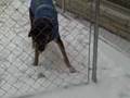 Carmen Playing In The Snow