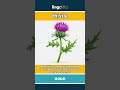 thistle (noun) - definition and usage in English