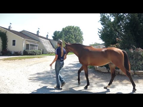 A Day in the Life of Tallulah, 2023 KWPN-NA filly by Kaiman