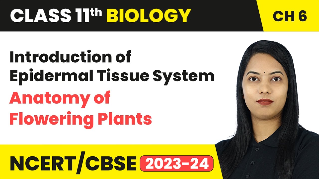 Introduction of Epidermal Tissue System - Anatomy of Flowering Plants | Class 11th Biology