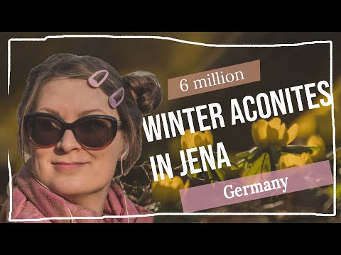 Winter Aconites in Jena Rautal - Local Travel Tip